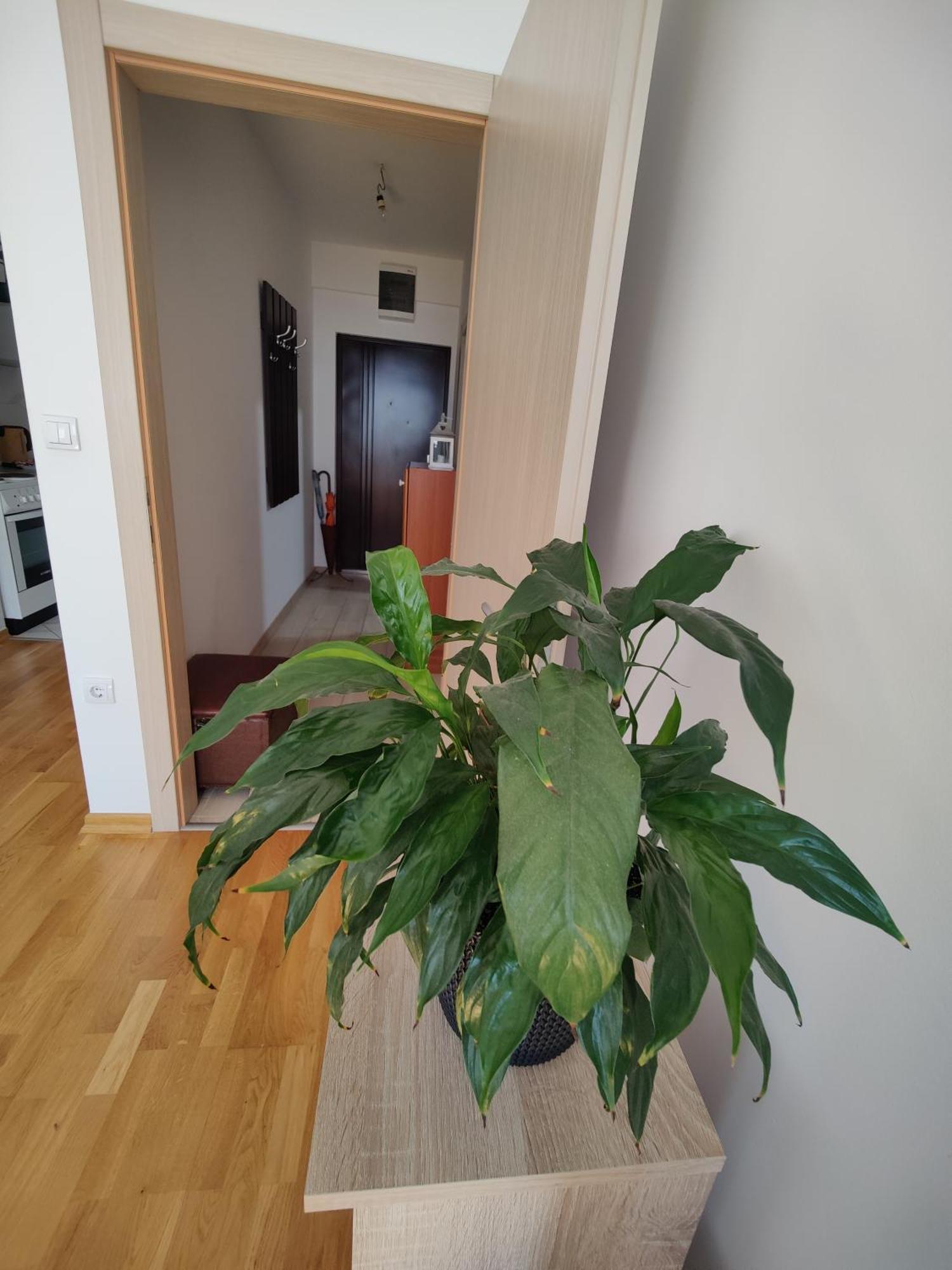 Apartman Aleksic Nis Ngoại thất bức ảnh