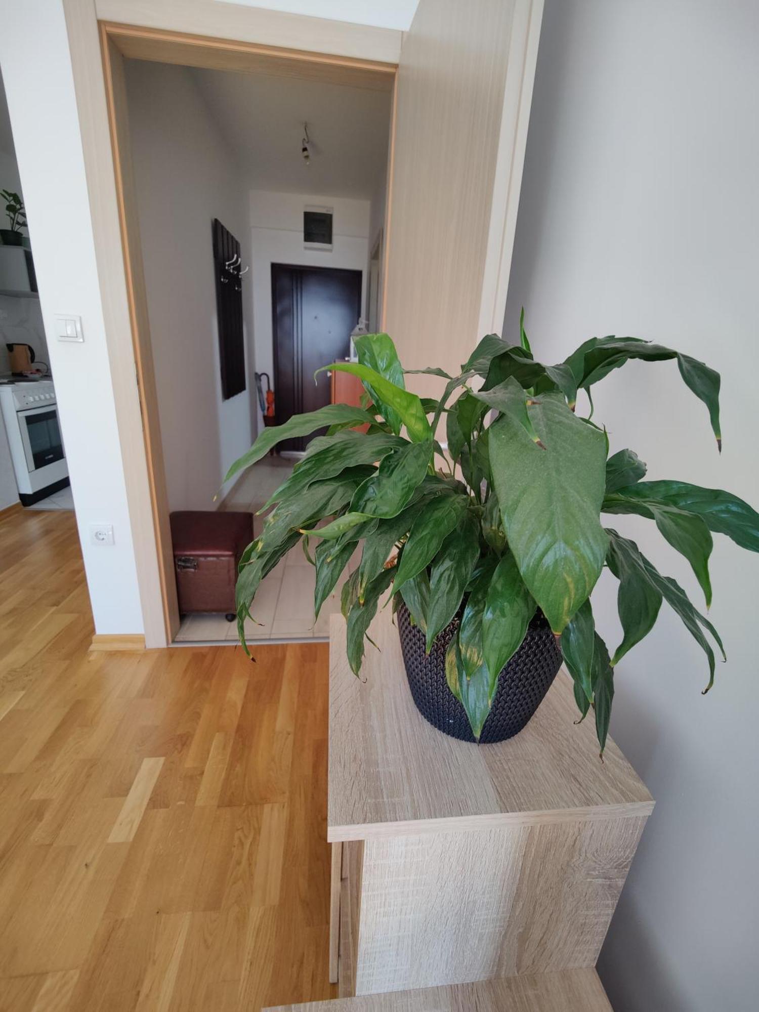 Apartman Aleksic Nis Ngoại thất bức ảnh